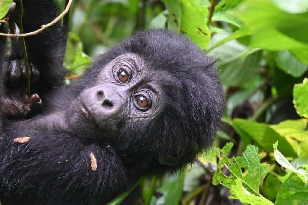 Why Book Kigali to Bwindi Gorilla Trekking
